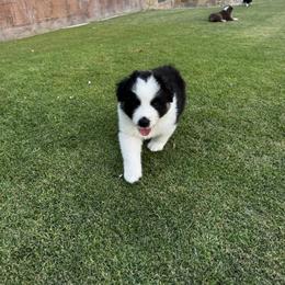 Boy 3 - male Australian Shepherd puppy in Villa Park, California from C-Star Australian Shepherds