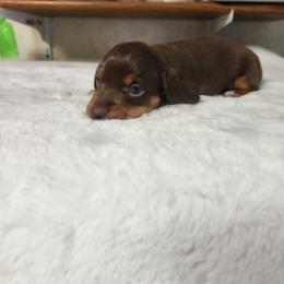 Rudy - Chocolate and tan male Dachshund puppy in Lovell, Wyoming from Bernstein Doxies