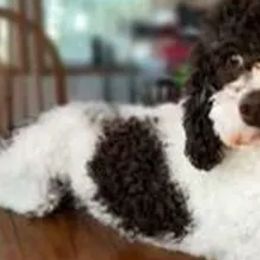 Aussiedoodles, Labradoodles, and Poodles from Montanas Beartooth Doodles