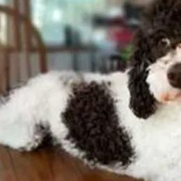 Aussiedoodles, Labradoodles, and Poodles from Montanas Beartooth Doodles