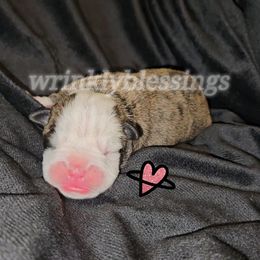Girl 3 - Red brindle and white Bulldog puppy in Granville, Iowa from Wrinkly Blessings English Bulldogs