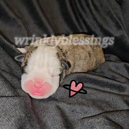 Girl 3 - Red brindle and white Bulldog puppy in Granville, Iowa from Wrinkly Blessings English Bulldogs