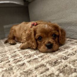 Cavalier King Charles Spaniel and Cavapoo Puppies from Carolina Doodles & Co.