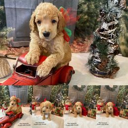 Poodle Puppies from LL Poodles On Tap