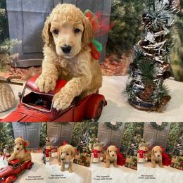 Poodle Puppies from LL Poodles On Tap