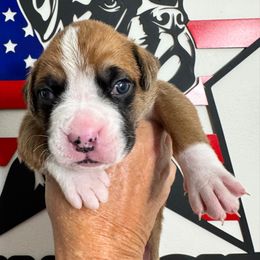 Boy - Fawn male Boxer puppy in Palm Coast, Florida from Starlight Boxer Corner