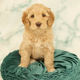 Australian Labradoodle Puppies from Mountain Sky Doodles
