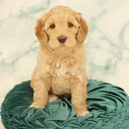 Australian Labradoodle Puppies from Mountain Sky Doodles
