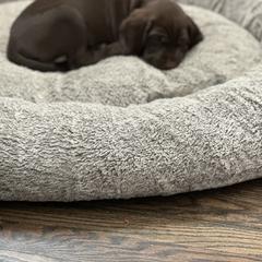 Pudelpointer Puppies from High Power Pudelpointers