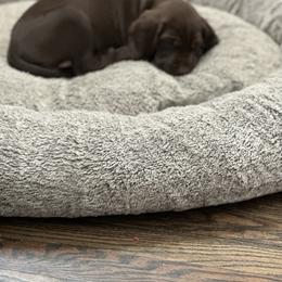 Pudelpointer Puppies from High Power Pudelpointers