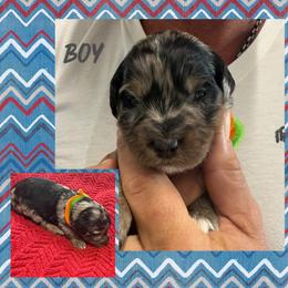 Boy 4 (sherbet) - Blue merle male Aussiedoodle puppy in Paradise, Texas from Diamond Z Poodles & Doodles