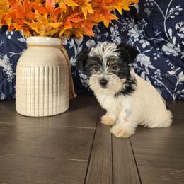 Oreo - Parti male Yorkshire Terrier puppy in Callahan, Florida from Nikki's Precious Yorkies