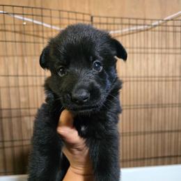 Calliope - Pink Collar Female - Black female German Shepherd puppy in Hawthorne, Florida from Lace's High Flying German Shepherds And Golden Retrievers
