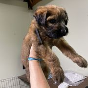 Tawny girl 4 - Tawny female Briard puppy in Frankford, West Virginia from Honey Bee Hill