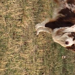 River - Australian Shepherd