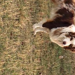 River - Australian Shepherd