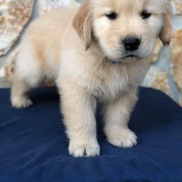 Golden Retriever Puppies from Stonewood Goldens