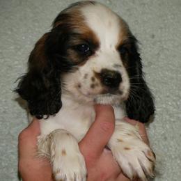 Rebel - Black white and tan male English Springer Spaniel puppy in Florida from Thunderbird Springers