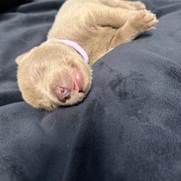 Lavendar collar - Silver female Dilute Retriever puppy in Valley Center, California from Stunning Silver Bullets Labradors