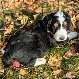 Black Tri with deep red markings - Black tri-color male Aussiedoodle puppy in Parma, Idaho from Arena Valley Acres