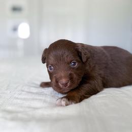 Nemo - Red tri male Miniature Australian Shepherd puppy in Pollok, Texas from Pineywoods Pups
