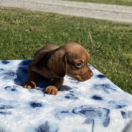 Buttercup - Chocolate female Dachshund puppy in Oklahoma from Rockin’ S Kennel