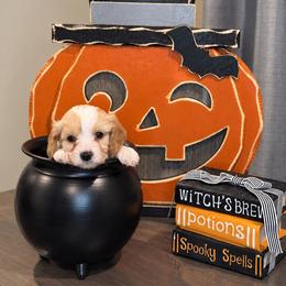 Teal- Hazel - female Cavapoochon puppy in Kountze, Texas from CaviCajun Kennels