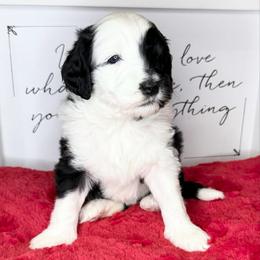 Crescent - Black and white female Sheepadoodle puppy in Roseburg, Oregon from Sharon’s Sheepadoodle’s