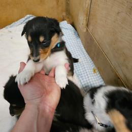 Collie Puppies from Katrina's Collies