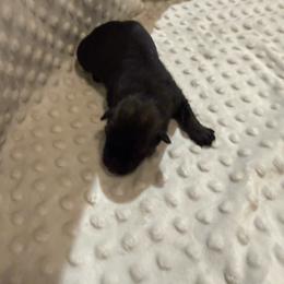Boy 3 - Sable male German Shepherd puppy in Ashland, Alabama from CzechDDR
