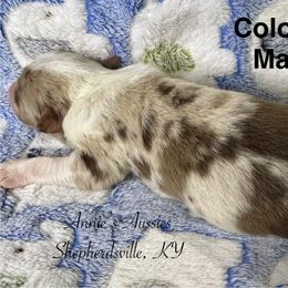 Colonel - Red merle male Australian Shepherd puppy in Shepherdsville, Kentucky from Annie's Aussies
