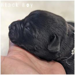 Goldendoodle, Labradoodle, Labrador Retriever, Poodle, and Sheepadoodle Puppies from Apple Creek Doodles