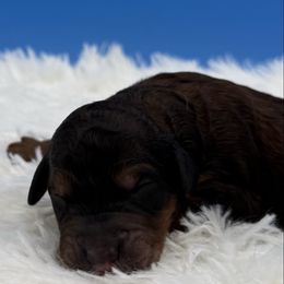 Georgie - Sable female Bernedoodle puppy in Valrico, Florida from Shadow Kennels