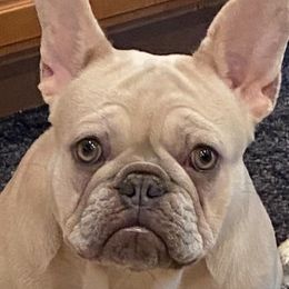 French Bulldogs from Jk Frenchies