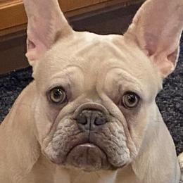 French Bulldogs from Jk Frenchies