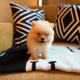 David b h - Cream male Pomeranian puppy in San Antonio, Texas from San Antonio Pomeranian