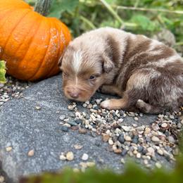 Lake Vermilion - Red merle male Miniature Australian Shepherd puppy in Priest River, Minnesota from Offgrid Aussies