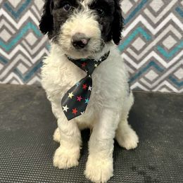 Bernedoodle, Goldendoodle, Labradoodle, and Pyredoodle Puppies from Oopsie Doodles of NC
