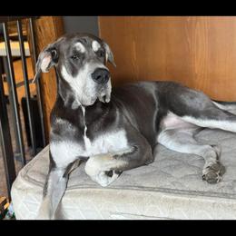 Asha - Great Dane