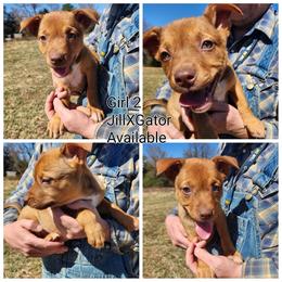 Girl 2 - Red female Australian Kelpie puppy in Bradford, Arkansas from Cedar Rock Heelers and Kelpies