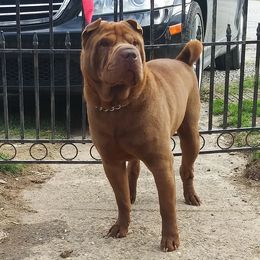 Chinese Shar-Pei from Jones Dogs