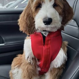 Bernedoodle and Goldendoodle Puppies from Gold Diamond Pup