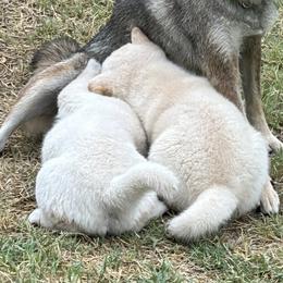 Shiba Inu Puppies from Christy's Shiba Inus