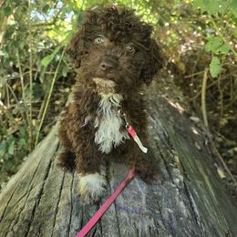 Hazel - Lagotto Romagnolo