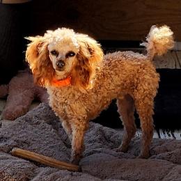 Poodle Puppies from Poodles Perfected