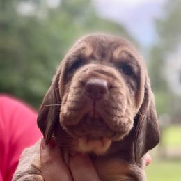Liver-tan female - Liver and tan female Bloodhound puppy in Pelahatchie, Mississippi from Rays Of Sunshine Bloodhounds