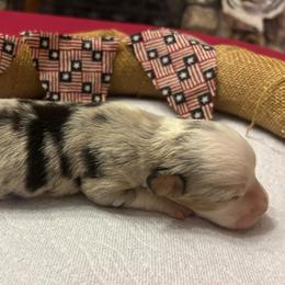 Blue Merle female 2 - Blue female Companion Cross puppy in Greenwood, South Carolina from JOY Farms