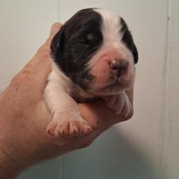 Tater - Brown and white male Saint Bernard puppy in Kinsman, Ohio from Coleman Saint Bernards of Ohio