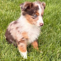 Stevie - Red merle female Miniature Australian Shepherd puppy in Reno, Nevada from Battle Born Mini Aussies