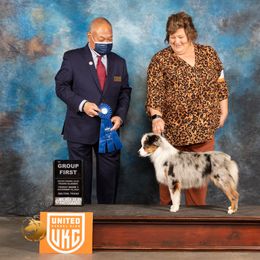 Miniature American Shepherd All Grown Up from Stellar Miniature American Shepherds